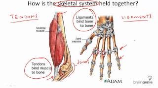 834 Tendons and Ligaments [upl. by Neyugn141]