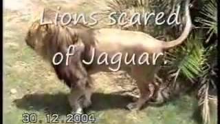 Jaguar vs two lions Lion Run and are scared of Jaguars Roar [upl. by Lotty567]