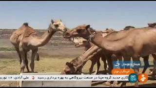 Iran Camel farming Zahedan county پرورش شتر شهرستان زاهدان ايران [upl. by Lupien]