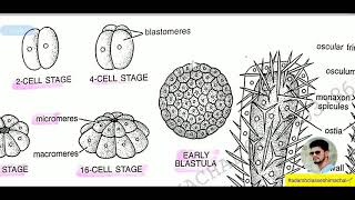 Class 16  Unit III  Leucosolenia amp Water Canal System in Sponges 🔥 [upl. by Halsey]