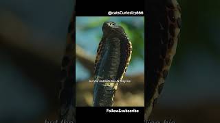 Remo the Rinkhals 🐍 Shadow venom spitter spittingcobra00 cobra africananimals [upl. by Arnulfo161]