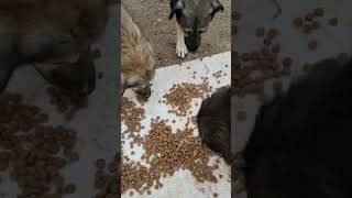 DAĞLARIN MELEKLERİ SOKAK KÖPEKLERİNİ BESLİYORUZ youtube youtubeshorts kopek köpek kopekler [upl. by Ferro]