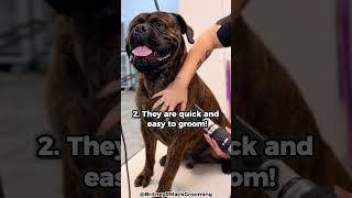 Top 5 Reasons Why You Should Get A Bullmastiff [upl. by Yran]