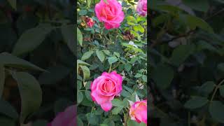 Rose vlog 10292024 top secret pink blend rose in fall [upl. by Mellitz]