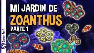 Acuarios Marinos  Proyecto de crear mi jardín de Zoas o zoanthids  Rasta Gobstoppers Lakers y [upl. by Senskell270]