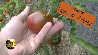 🍅TOMATE  Noire de Crimée🍅 [upl. by Ayekel]