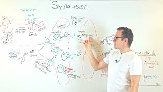 synapsens nervesignal [upl. by Daveen836]