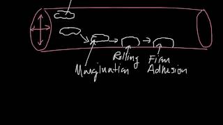 Margination Rolling Firm Adhesion Diapedesis Chemotaxis [upl. by Yekram]