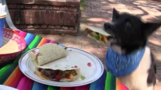 Busy Bee Dogs  Cinco De Mayo Crashers HD [upl. by Matt449]