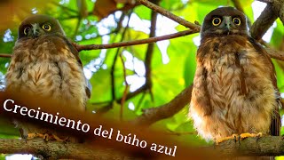 ｱｵﾊﾞｽﾞｸ兄弟 Hermanos búho azul [upl. by Petuu638]