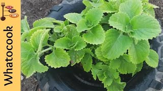 My Big Leaf Thyme Herb Plant  Broad Leaf Thyme  Cuban Oregano  Podena  Spanish Thyme [upl. by Nevag]