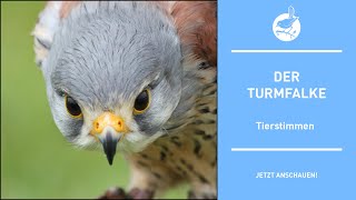 Vogelstimmen Der Turmfalke  Kestrel  Falco tinnunculus 4k [upl. by Eelarat]