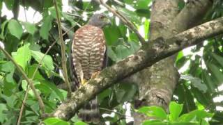 Birding Panama [upl. by Ahtelrac]