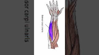 Anatomy Extensor Carpi Ulnaris shorts [upl. by Acenom]