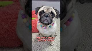 I called the vet she said its ok 😃 dog pug cute funny fyp shorts [upl. by Sicular923]