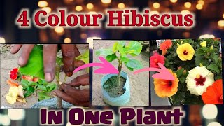 Get 4 colour Hibiscus Flowers from Single Plant Multiple grafting in Hibiscus or Gurhal [upl. by Inohtna]