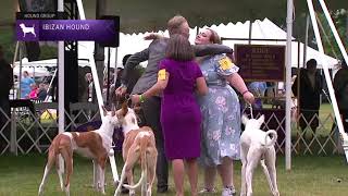 Ibizan Hounds  Breed Judging 2021 [upl. by Graeme]