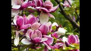 ღ KWIAT MAGNOLII ღ [upl. by Libbi]