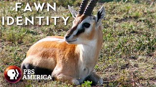 Fawn Identity FULL SPECIAL  PBS America [upl. by Lena101]