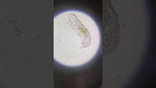 Tardigrade under microscope [upl. by Aras]