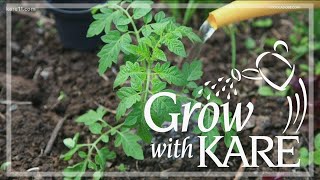 Grow with KARE Understanding blightresistant tomato varieties [upl. by Werdn529]