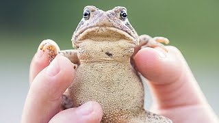 Toads Dont Give You Warts  Thought Glass 11 [upl. by Whiney]