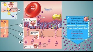 The Cholesterol Conundrum Part 2 Putting LDL Particle Count into Context [upl. by Aiselad958]