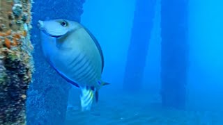 Pompano Beach Underwater Pier Cam [upl. by Adolf]