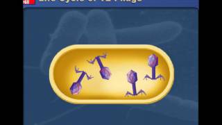 Lytic v Lysogenic Cycles of Bacteriophages [upl. by Laverna]