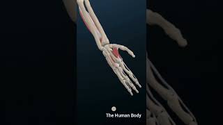 Anatomy of the Hand amp Wrist Bones Muscles amp Ligaments anatomy education meded [upl. by Durrell119]