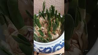 My Paperwhites flowering plantLucky plant for CNY5 days youtubeshorts ytshorts shorts viral [upl. by Burk856]