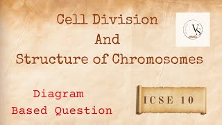 DiagramBased Question on Mitosis and Chromosomes  ICSE Class 10 Biology [upl. by Amandy]