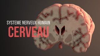 Comment fonctionne le cerveau Système nerveux humain Animation [upl. by Christoforo444]