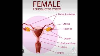 Causes of blocked fallopian tubeswomenhealth conception [upl. by Aicire]