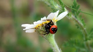 Ecology and Conservation Biology  Undergraduate Degrees at University of Leeds [upl. by Riccardo]