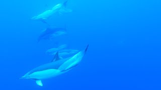 Azores  Swimming with Dolphins [upl. by Issak305]