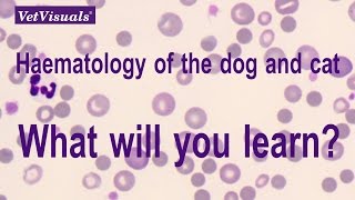 Haematology of the dog and cat [upl. by Koren430]