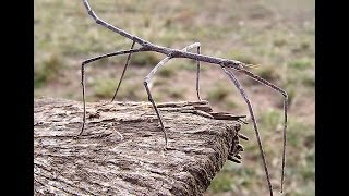 Walking Stick insect [upl. by Oneg960]