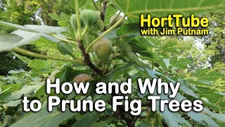 How and Why to Prune Fig Trees [upl. by Atnoled]