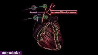 Baroreceptor amp Chemoreceptor reflex Regulation of Blood Pressure [upl. by Purpura362]