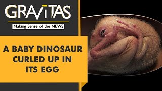 Gravitas Perfectly preserved baby dinosaur discovered [upl. by Acirehs]