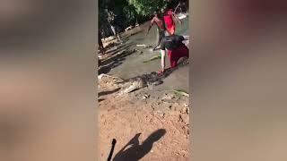 CAUGHT ON CAMERA Crocodile Captured In Clarendon Jamaica [upl. by Arikihs]