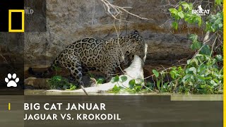 BIG CAT JANUAR  Jaguar vs Krokodil  Nat Geo Wild [upl. by Sari952]