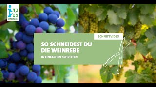 Intratuin  Weinrebe schneiden [upl. by Saffren]