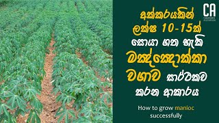 මඤ්ඤොක්කා වගාව සාර්ථකව කරන ආකාරය  How to grow manioc successfully [upl. by Rats]