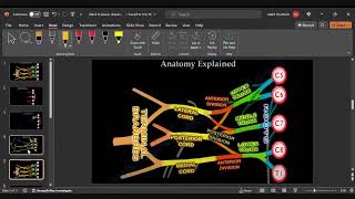 Brachial Plexus Anatomy [upl. by Sternberg]