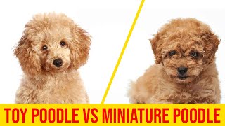 Toy Poodle vs Miniature Poodle 7 Major Difference You Didnt Know [upl. by Savell859]