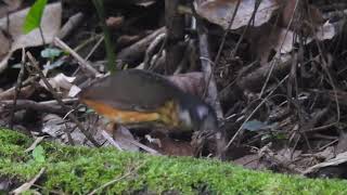 Whitelored Antpitta Limoncocha Ecuador [upl. by Ynned]