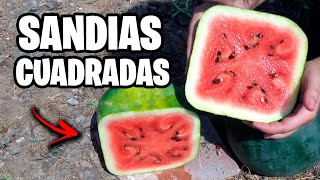 Como Hacer Sandias Cuadradas 🍉 ¡Muy Fácil Paso a Paso  La Huerta de Ivan [upl. by Eldreeda732]