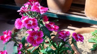 Dianthus Plant Care and Propagation  डायनथस की देखभाल [upl. by Hatnamas]